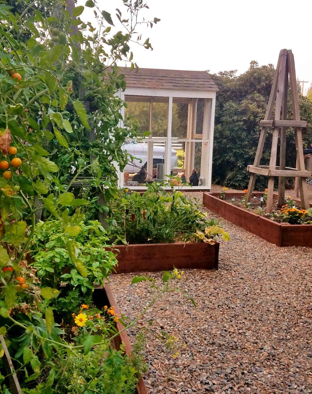 garden with raised vegetable beds with chicken coop