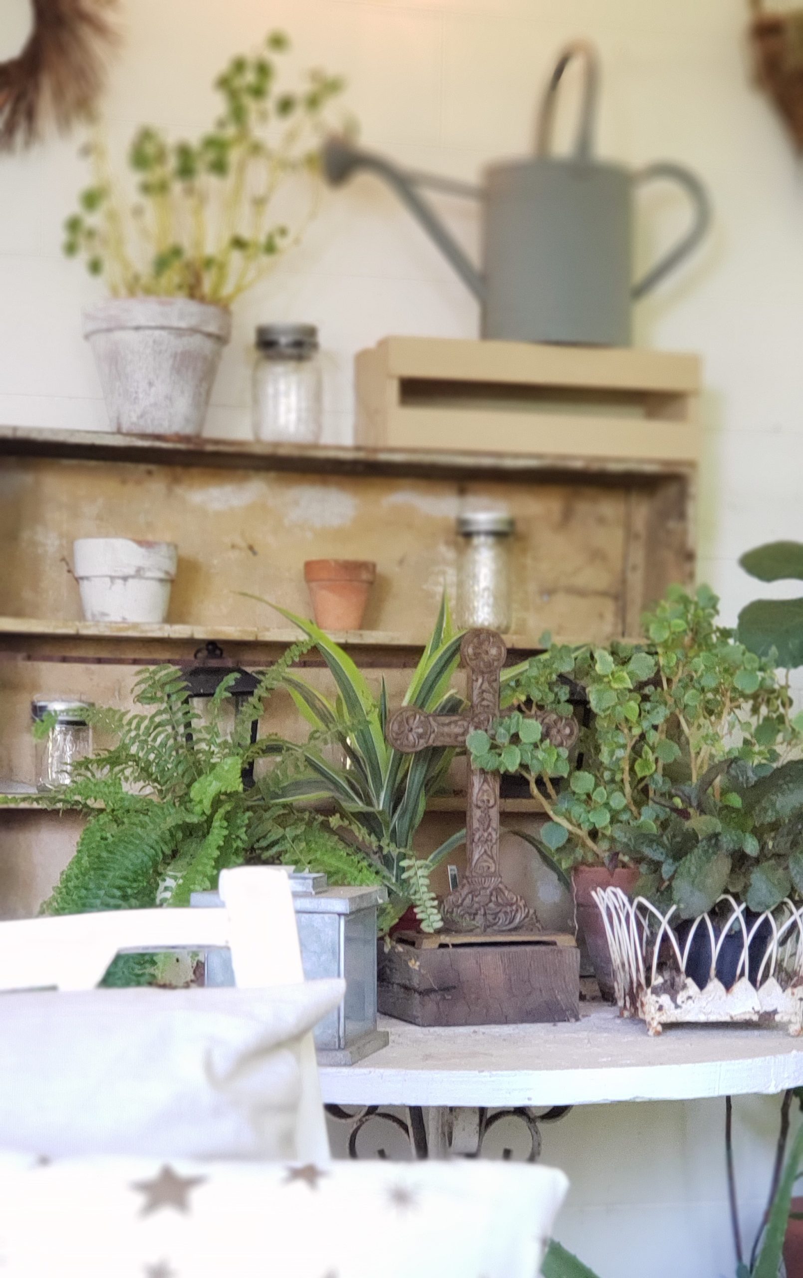 Garden Room Plants